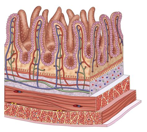 como se explica a grande superfície de absorção da mucosa intestinal